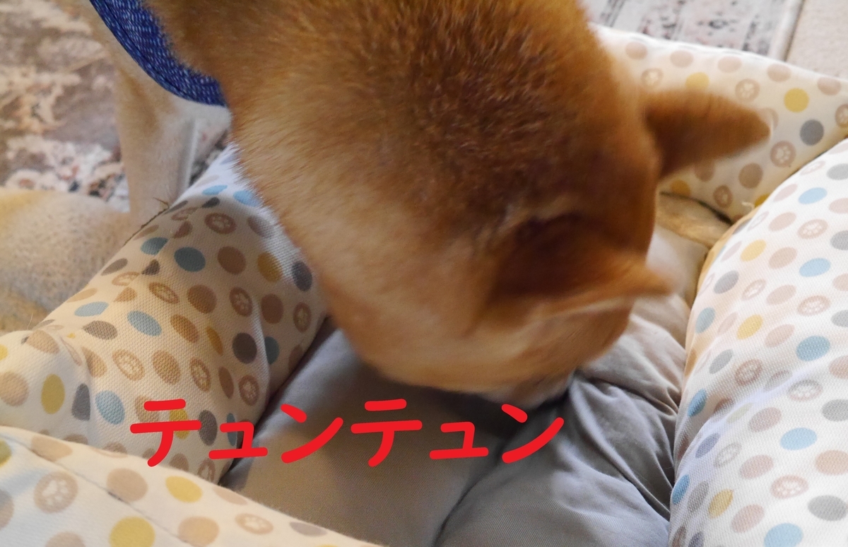 f:id:hanatara:20210612113353j:plain