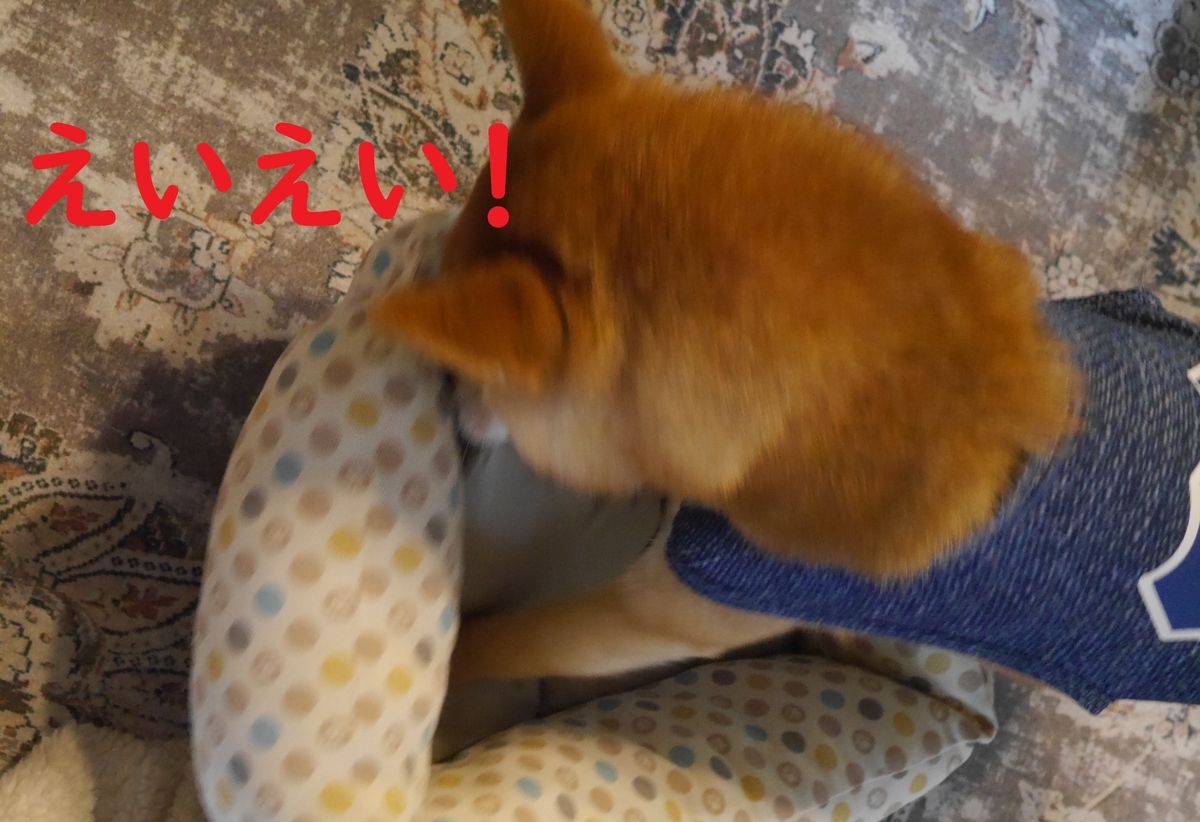 f:id:hanatara:20210612113714j:plain