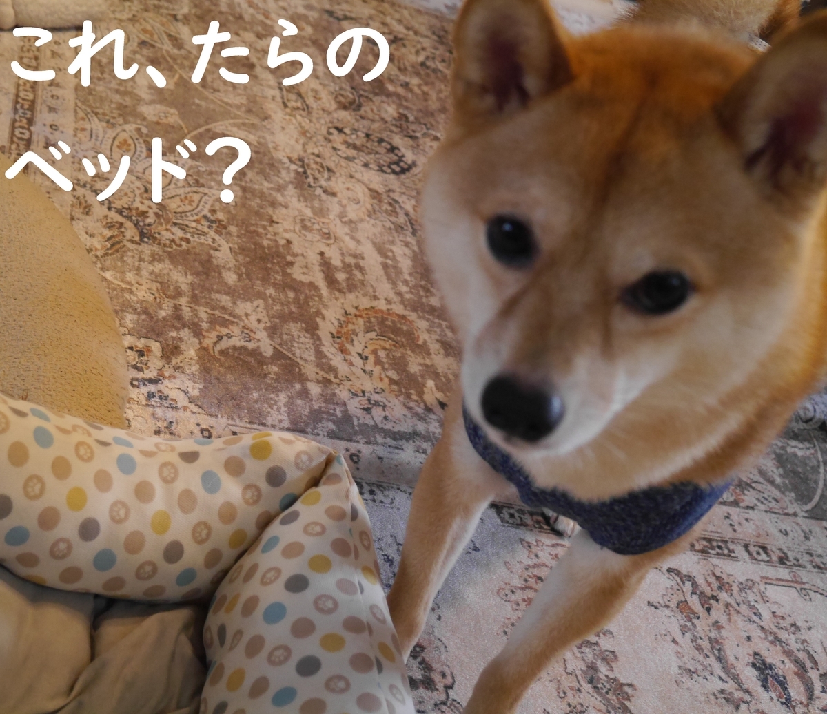 f:id:hanatara:20210612114011j:plain