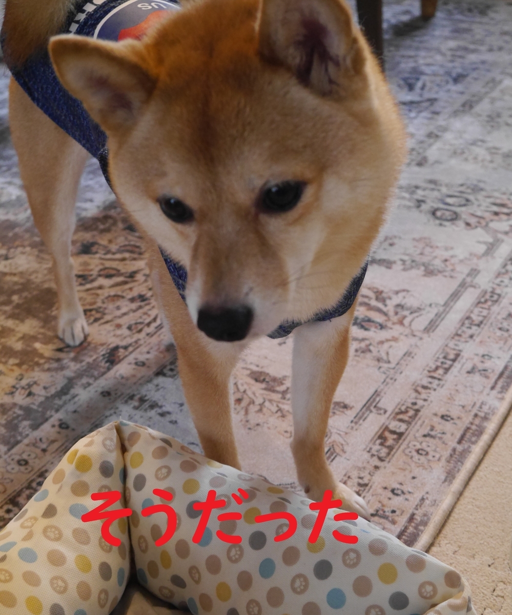 f:id:hanatara:20210612114116j:plain