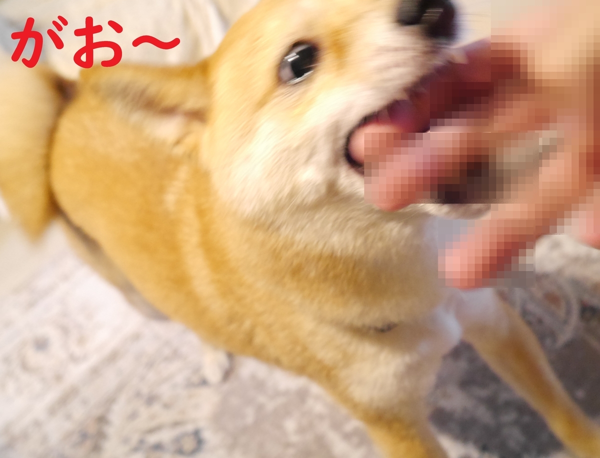 f:id:hanatara:20210615093159j:plain