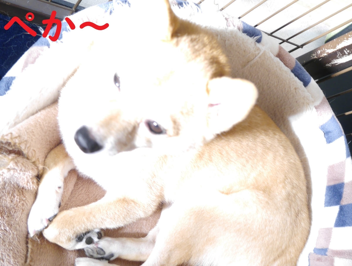 f:id:hanatara:20210615093303j:plain