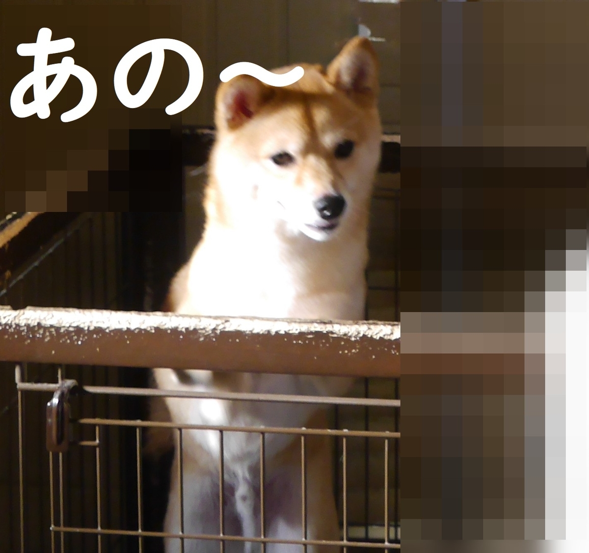 f:id:hanatara:20210615093829j:plain