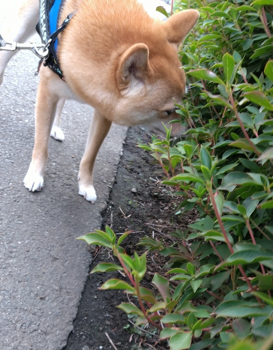 f:id:hanatara:20210615103458j:plain