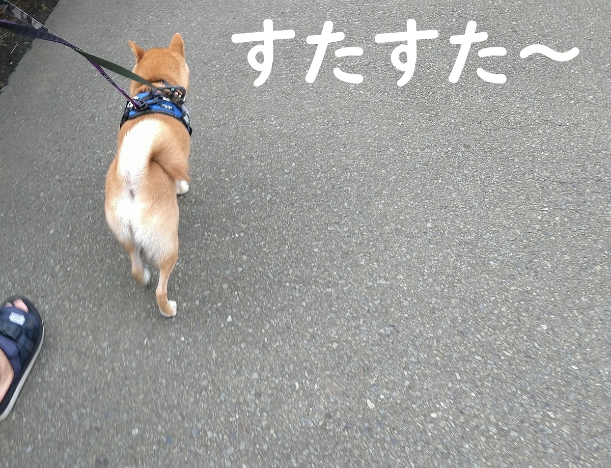 f:id:hanatara:20210615103609j:plain