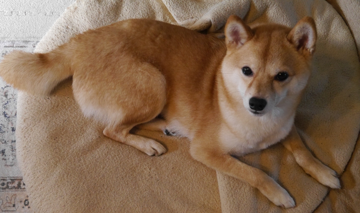 f:id:hanatara:20210620081911j:plain