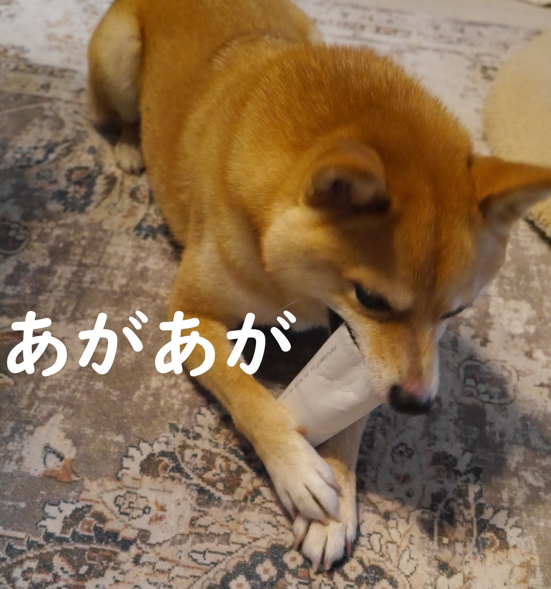f:id:hanatara:20210620100020j:plain