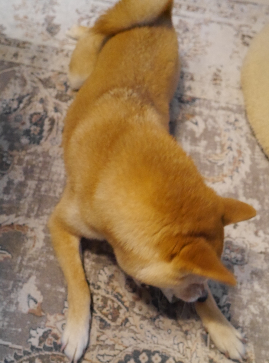 f:id:hanatara:20210620100305j:plain