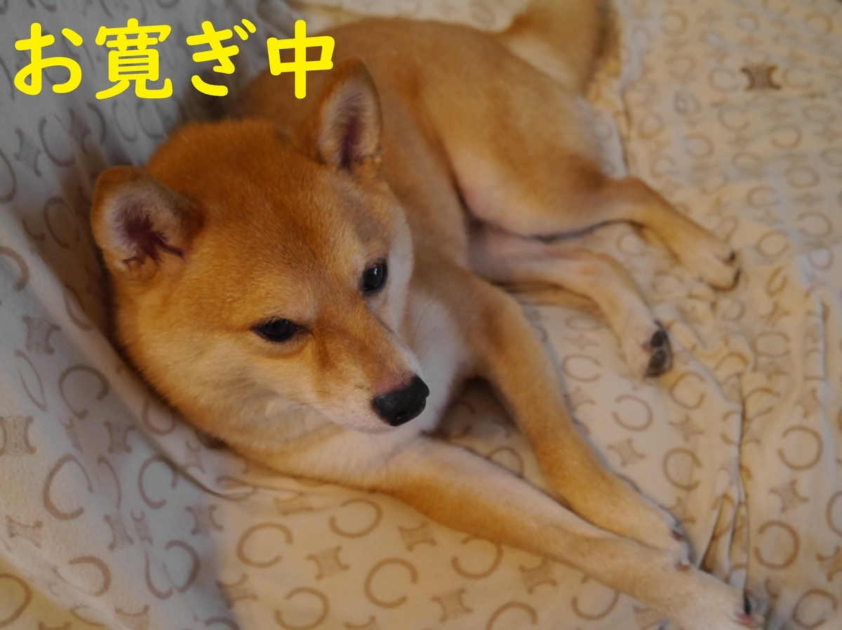 f:id:hanatara:20210620100539j:plain