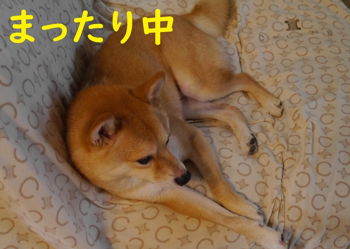 f:id:hanatara:20210620100700j:plain