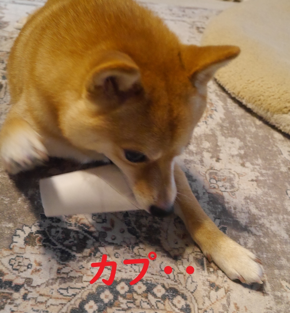 f:id:hanatara:20210620100827j:plain