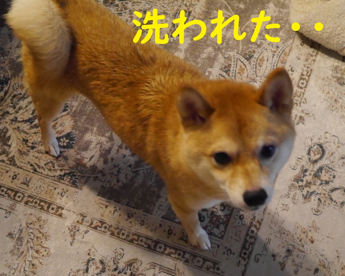 f:id:hanatara:20210620104426j:plain
