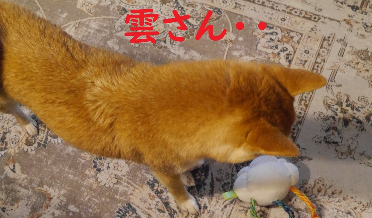 f:id:hanatara:20210620104611j:plain