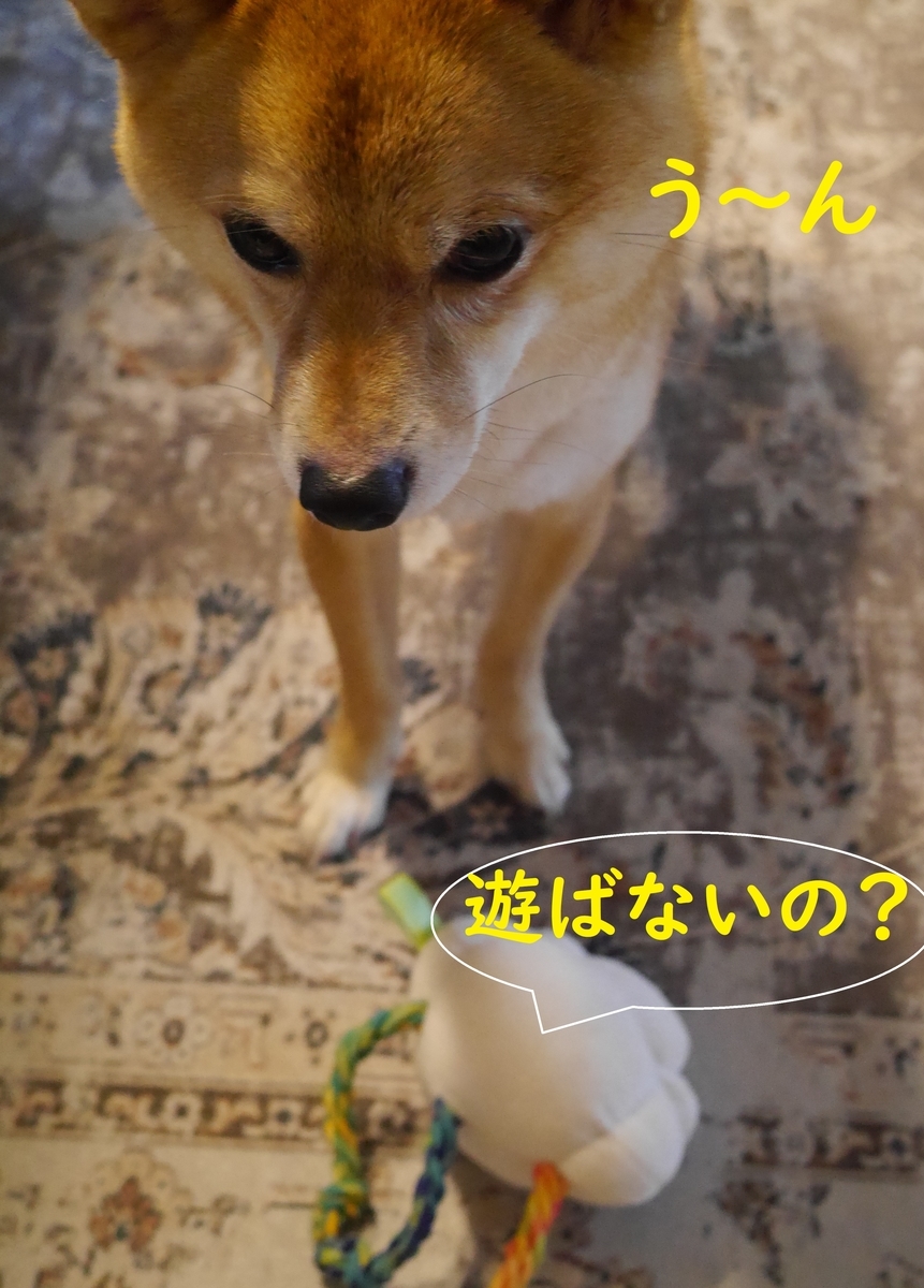 f:id:hanatara:20210620104922j:plain