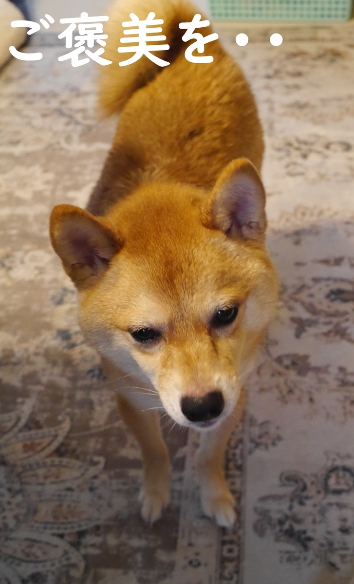 f:id:hanatara:20210620105225j:plain