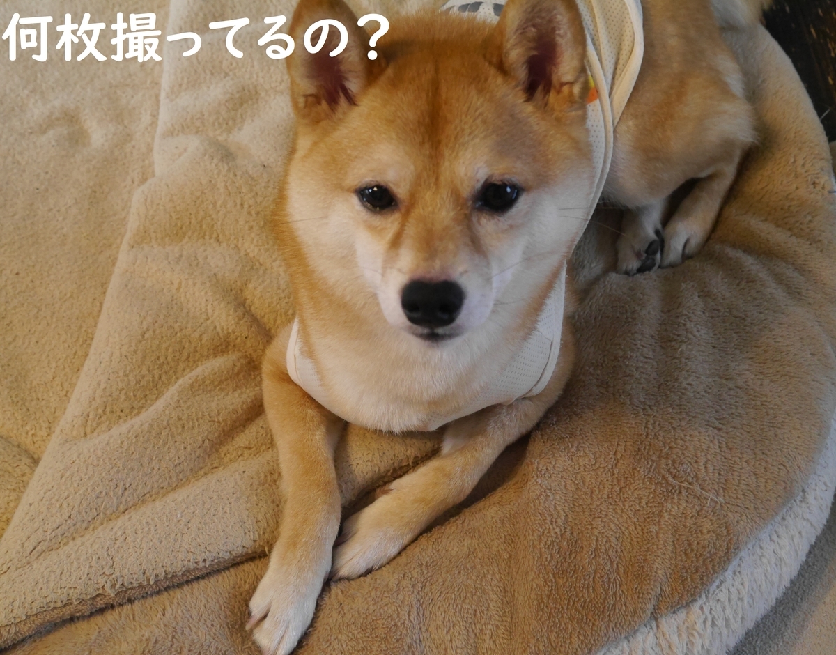 f:id:hanatara:20210622111506j:plain