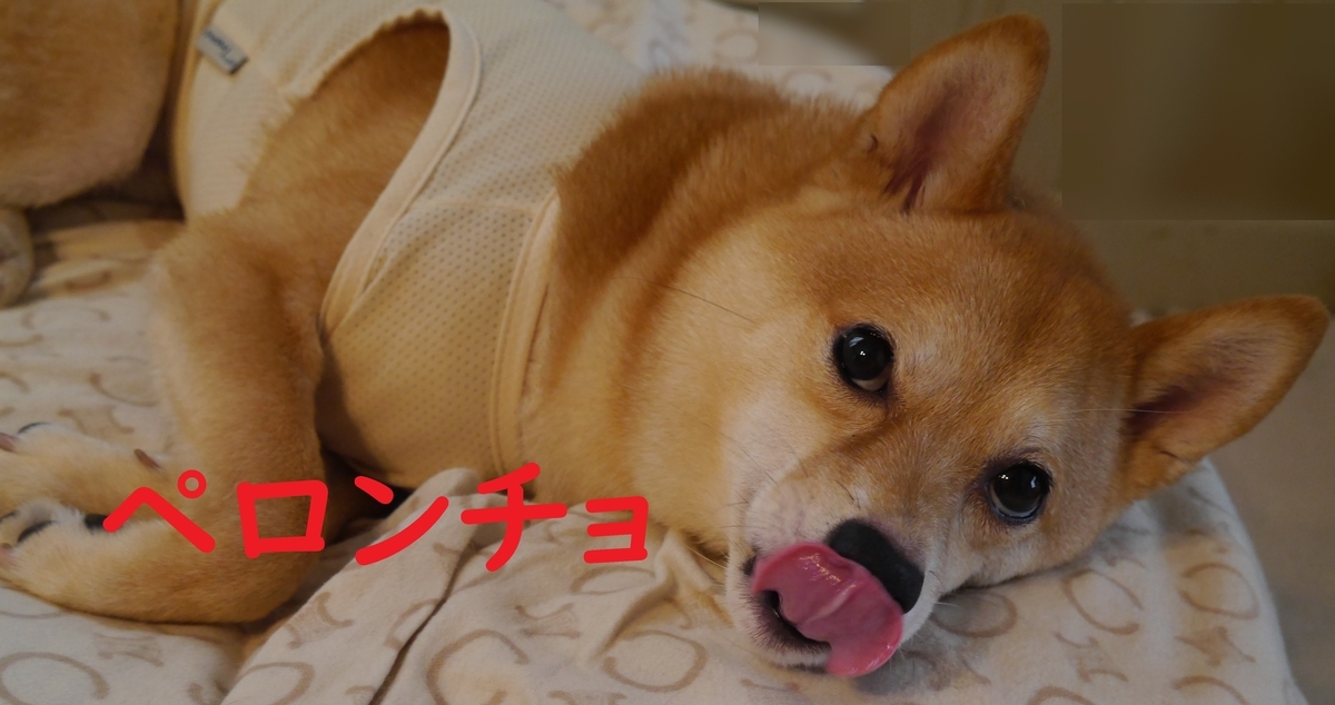 f:id:hanatara:20210627111258j:plain