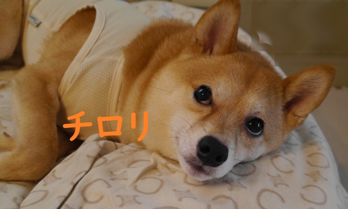 f:id:hanatara:20210627111355j:plain