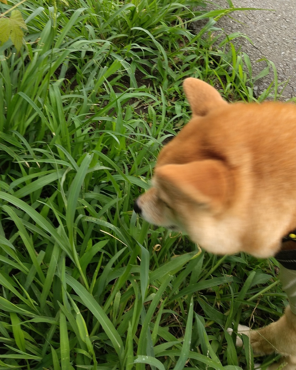 f:id:hanatara:20210627132038j:plain