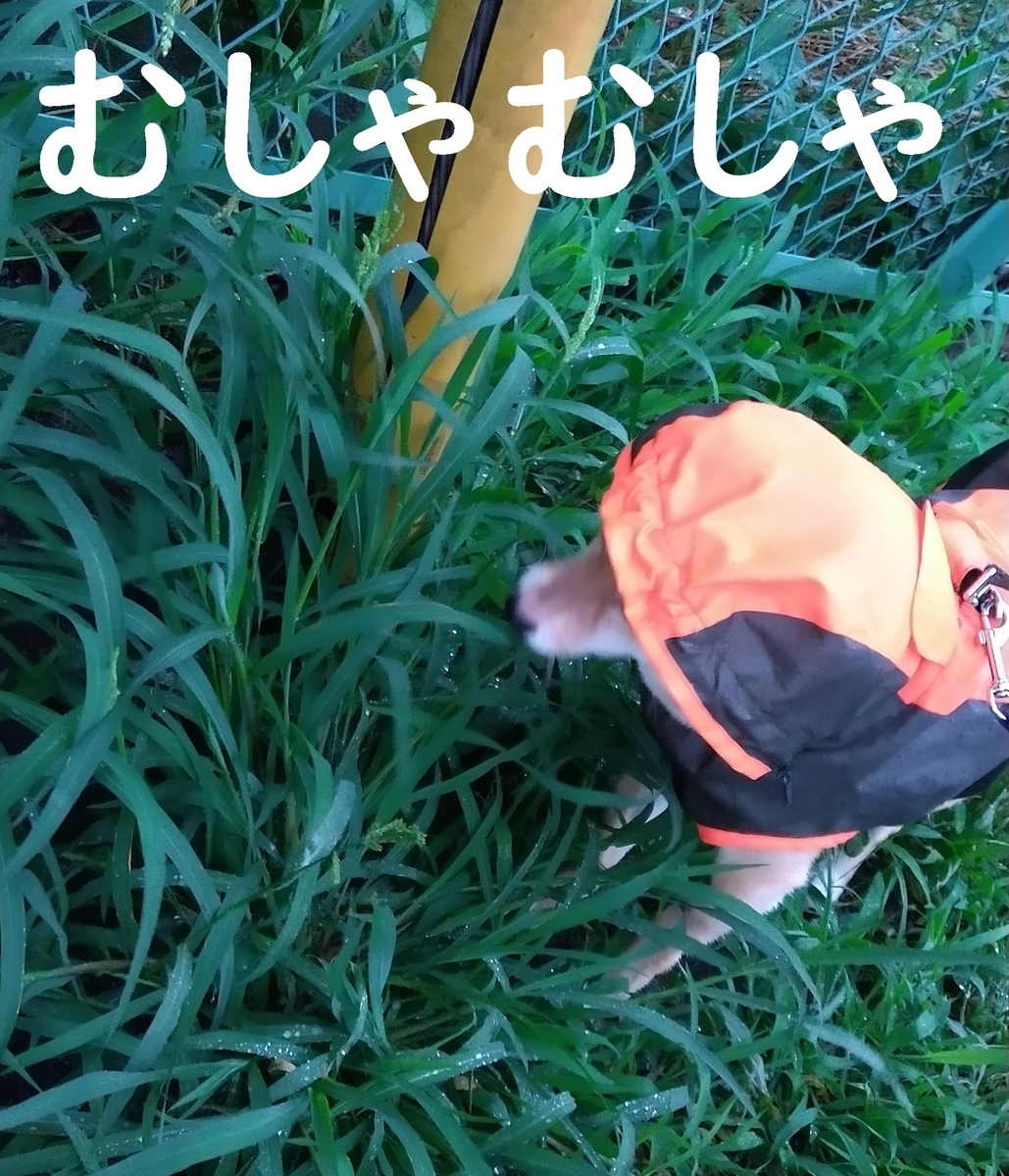 f:id:hanatara:20210629074832j:plain