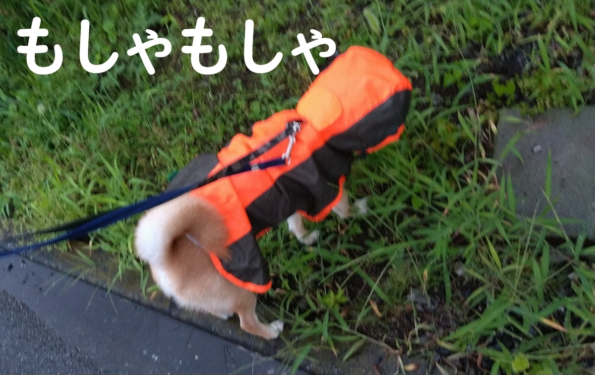 f:id:hanatara:20210629075051j:plain