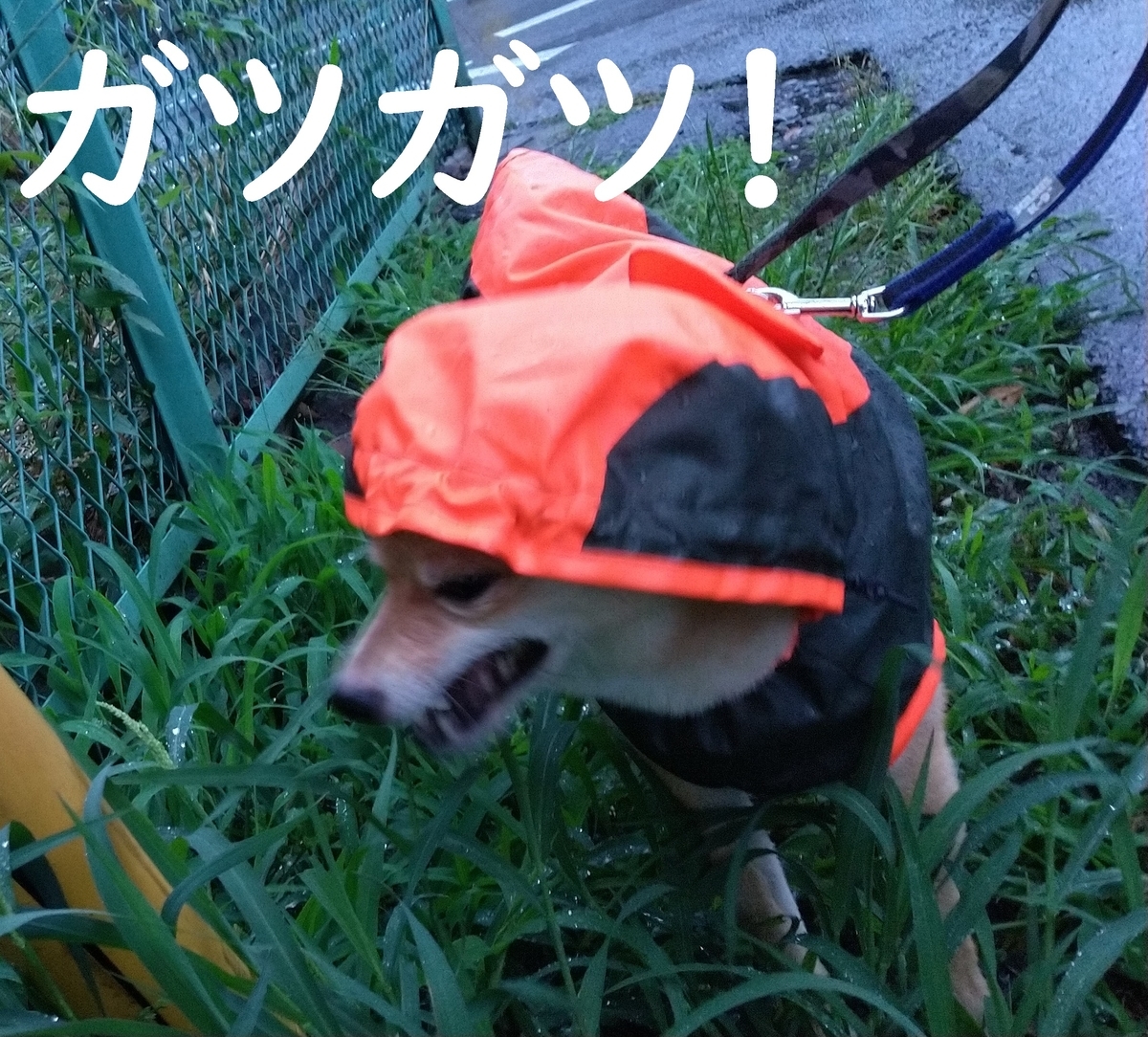 f:id:hanatara:20210629075344j:plain