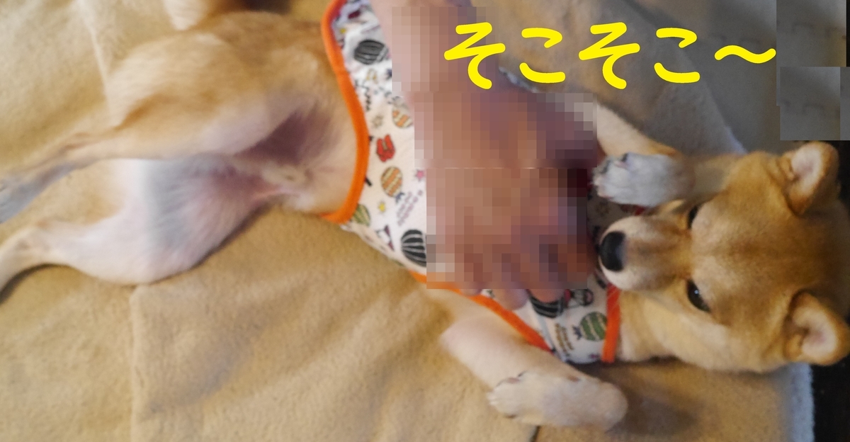 f:id:hanatara:20210629083108j:plain