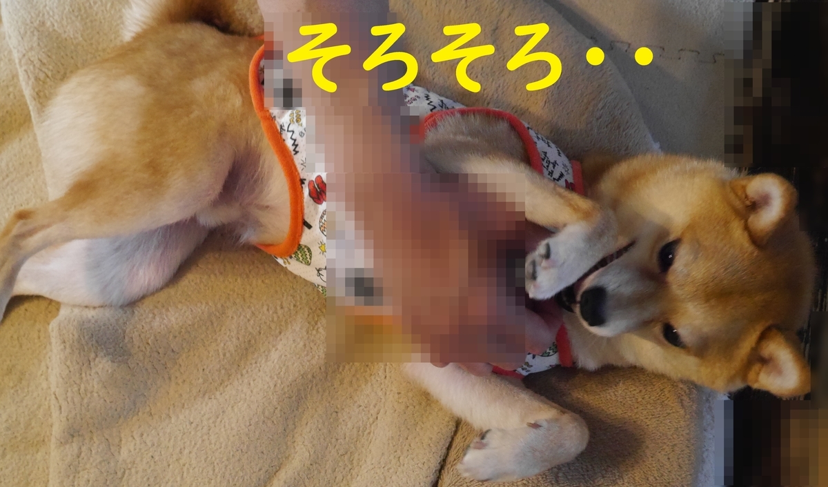 f:id:hanatara:20210629084222j:plain
