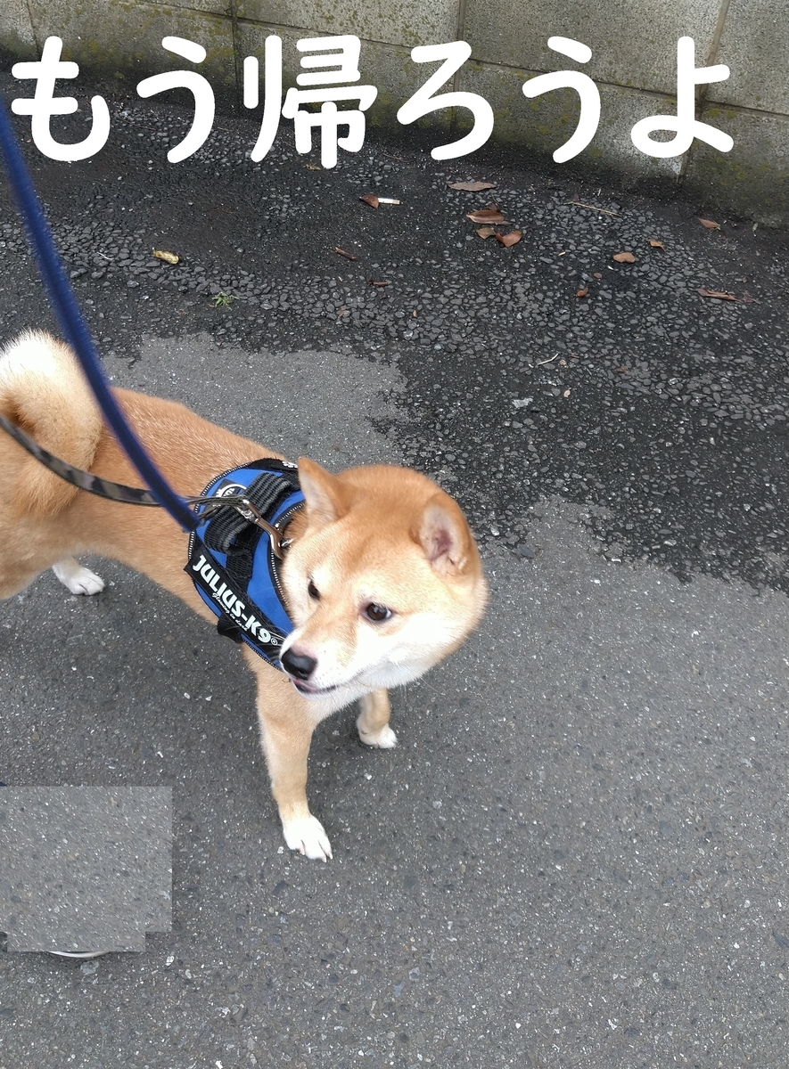 f:id:hanatara:20210704090849j:plain