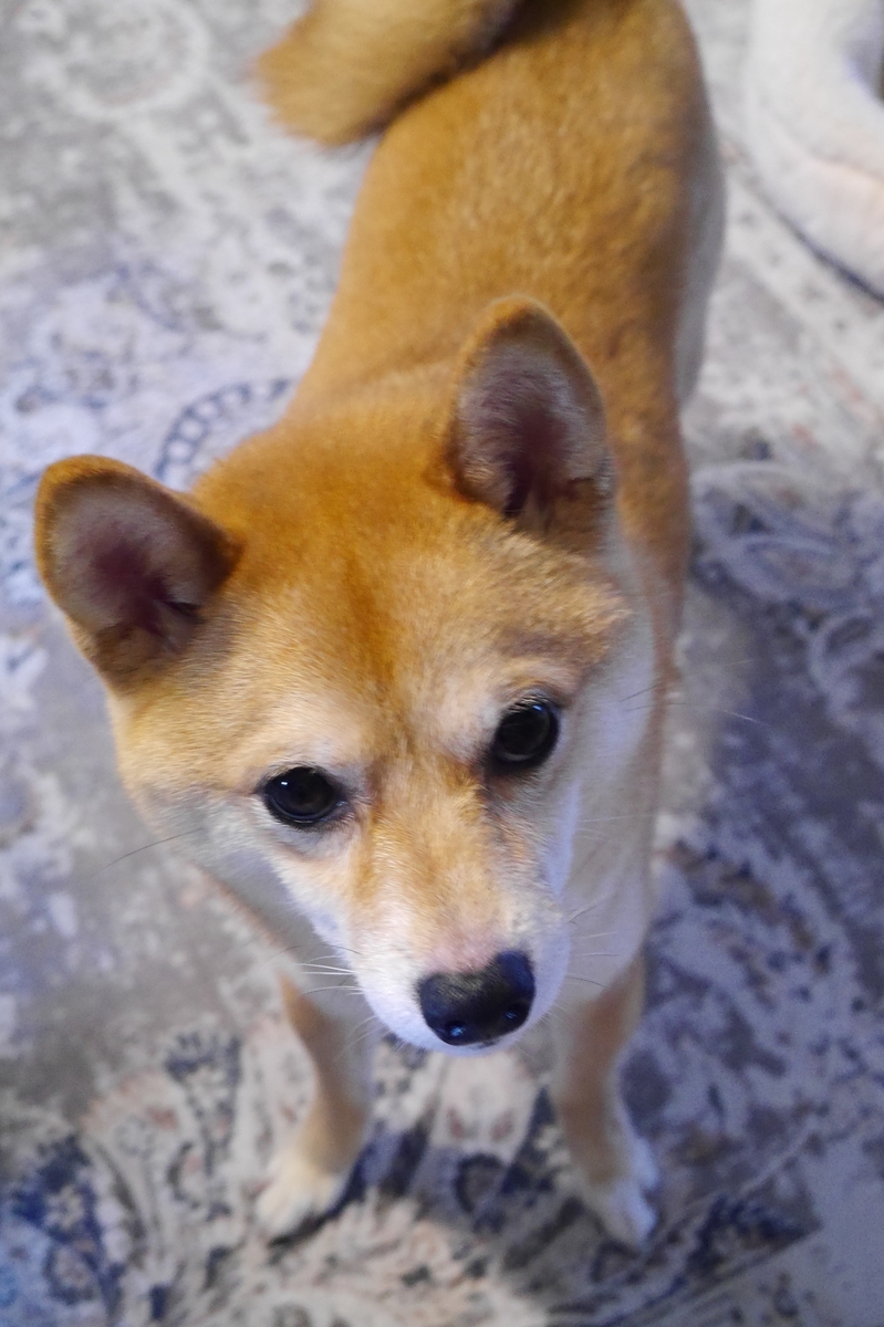 f:id:hanatara:20210704091449j:plain