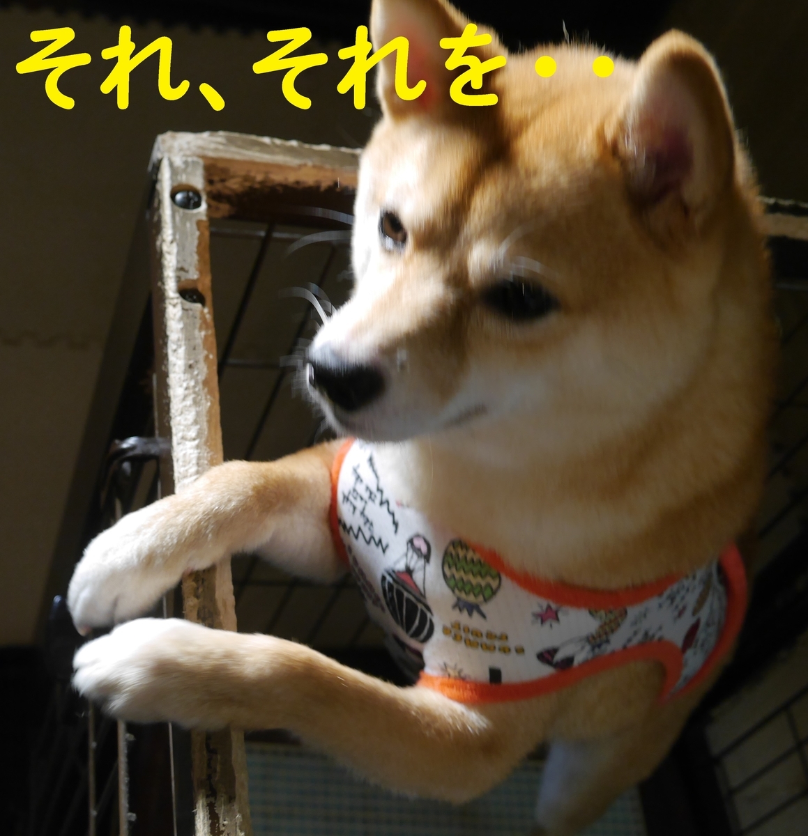 f:id:hanatara:20210704112154j:plain