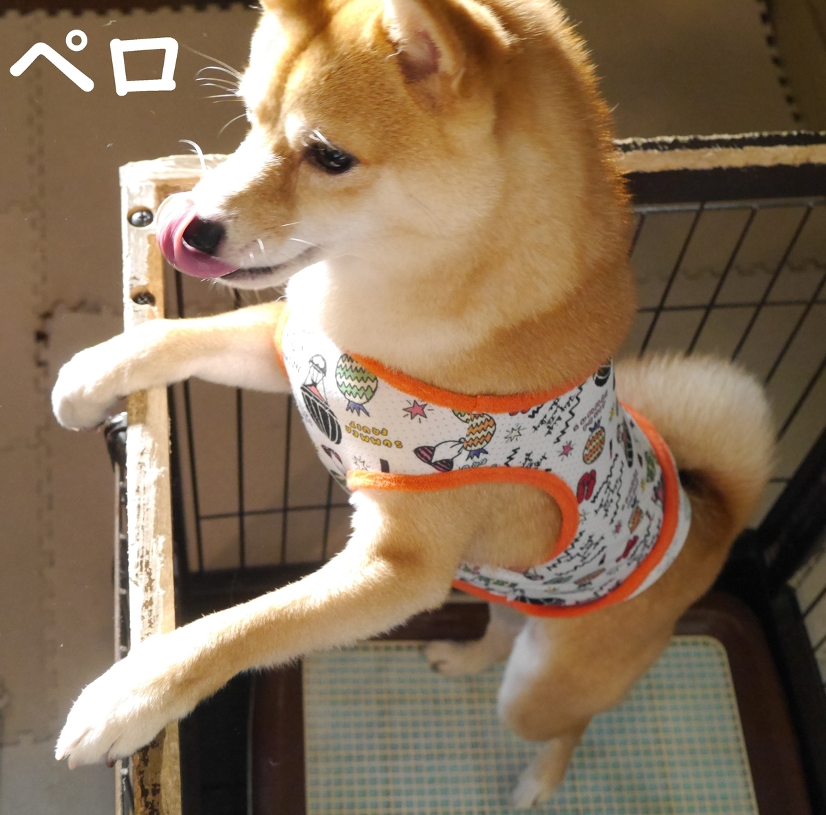 f:id:hanatara:20210704112322j:plain