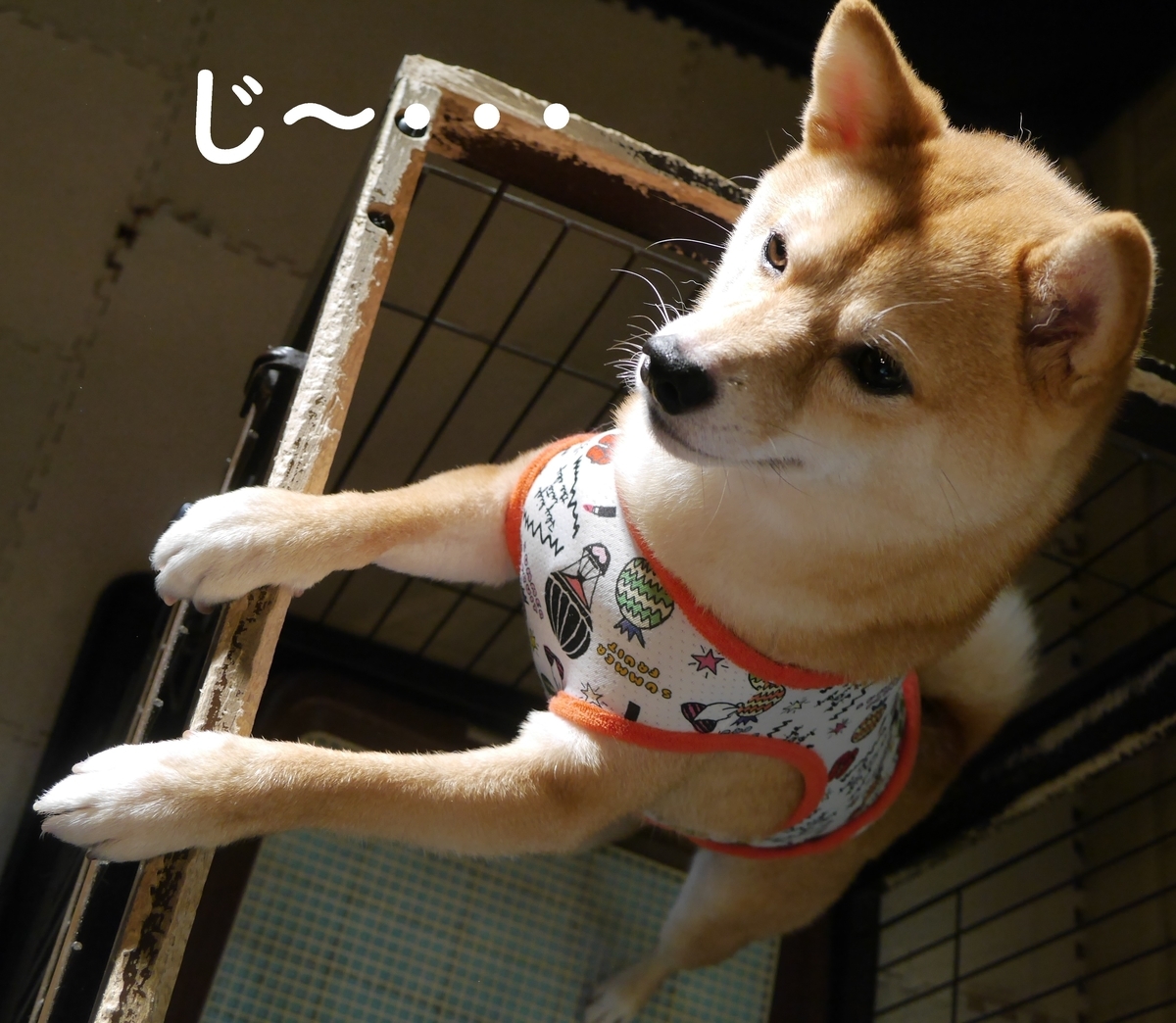 f:id:hanatara:20210704112705j:plain