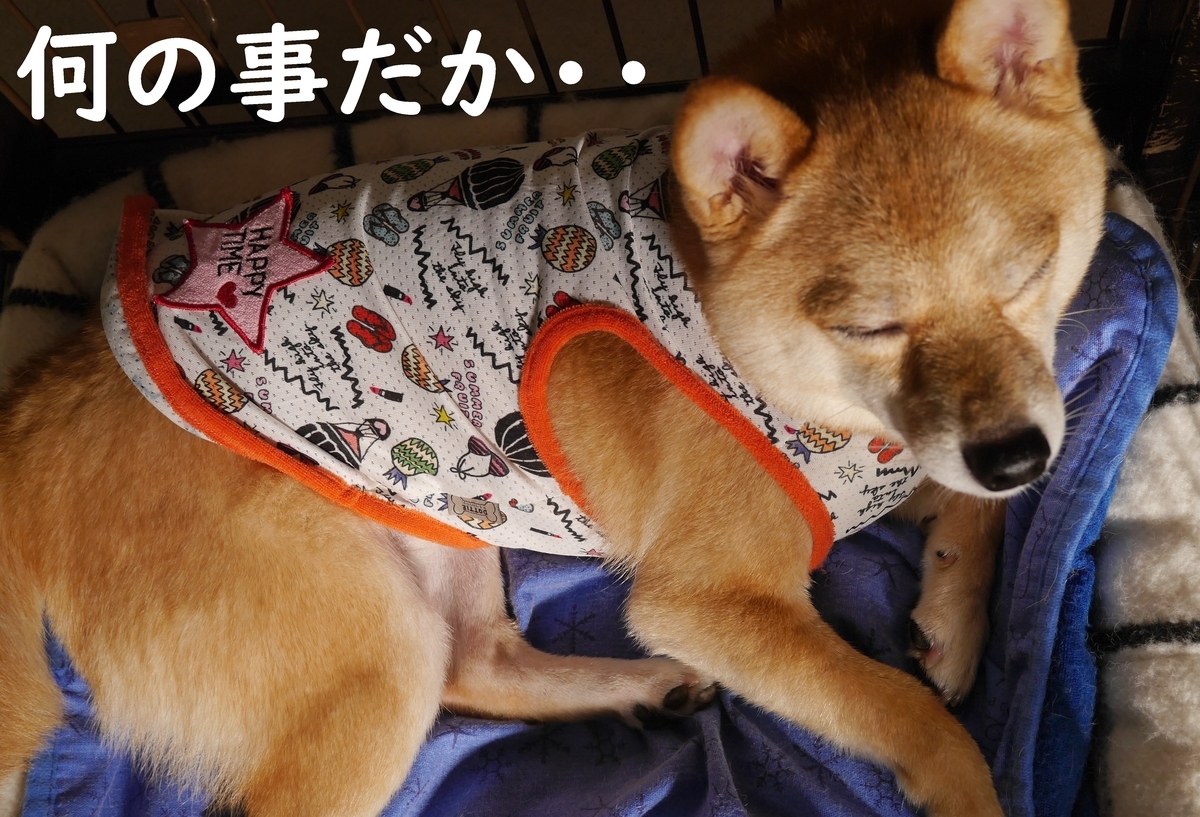 f:id:hanatara:20210707085925j:plain