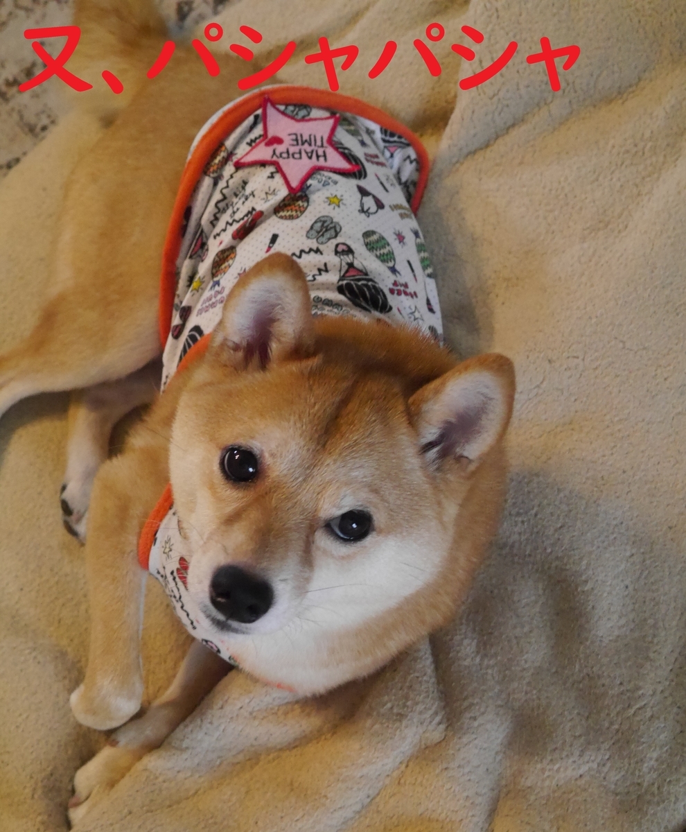 f:id:hanatara:20210707090726j:plain