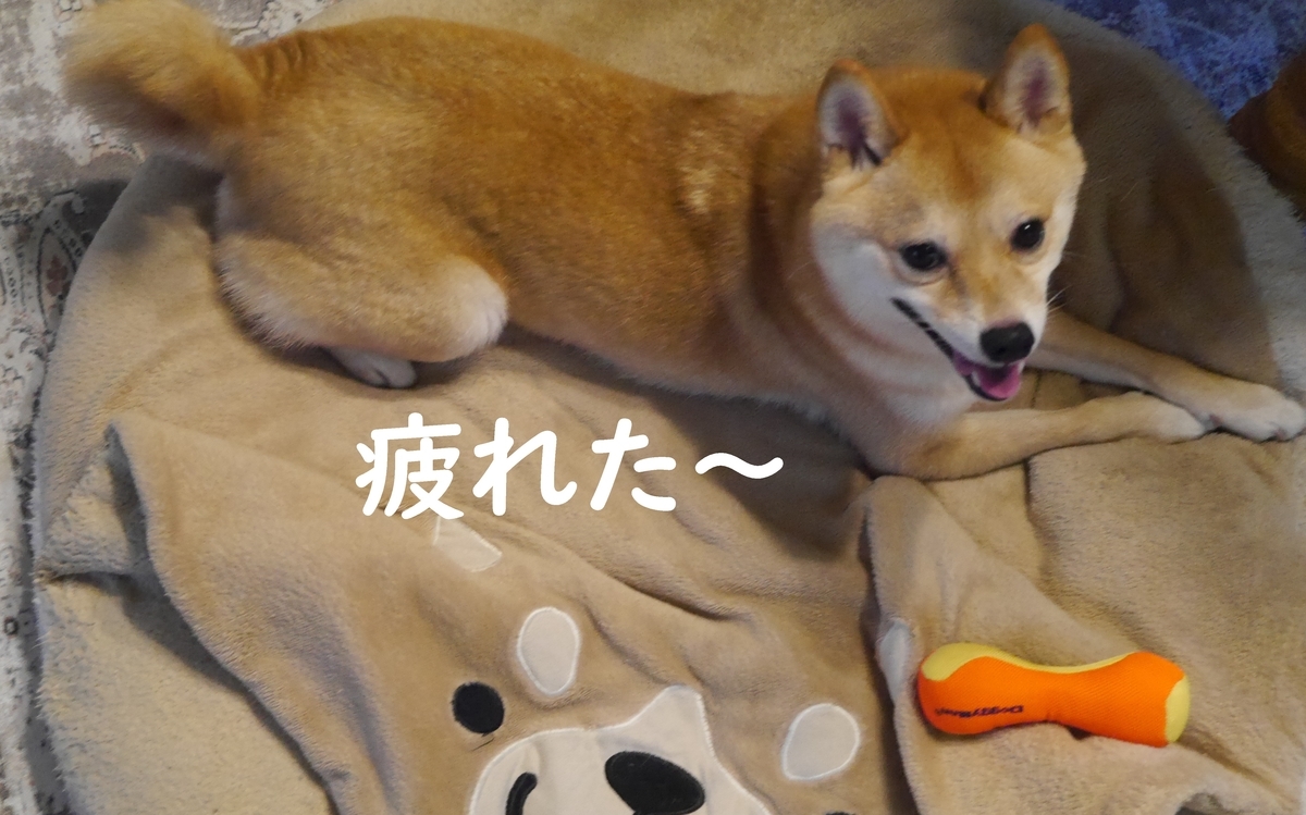 f:id:hanatara:20210707093549j:plain