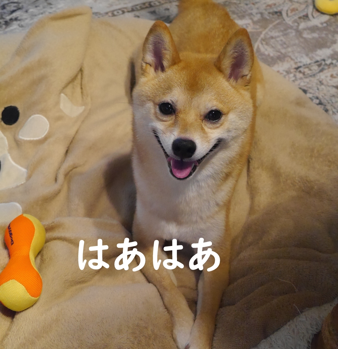 f:id:hanatara:20210707093638j:plain