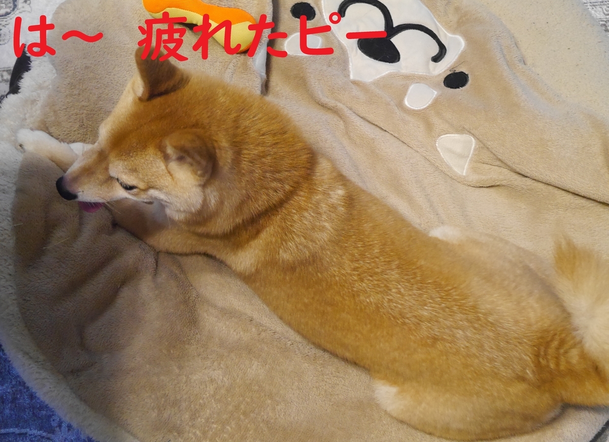 f:id:hanatara:20210707093911j:plain