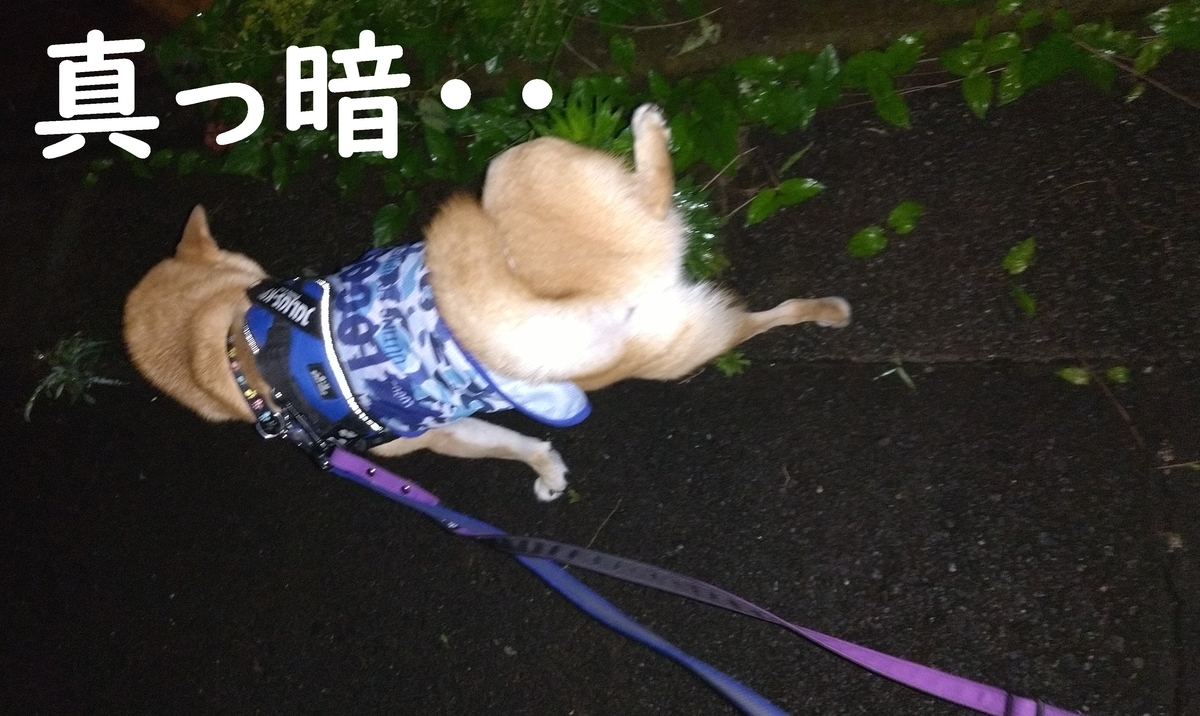 f:id:hanatara:20210710083357j:plain