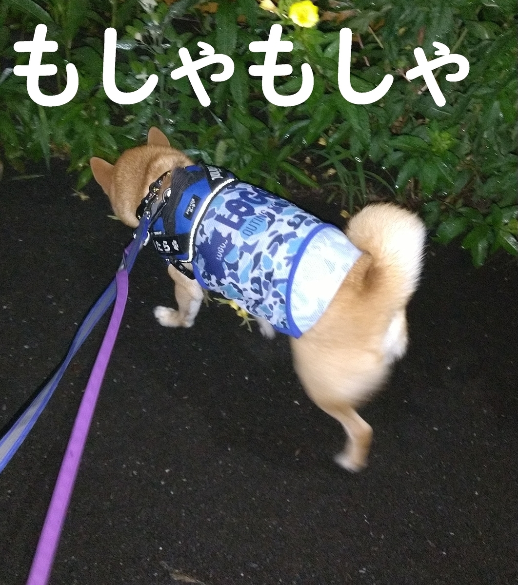 f:id:hanatara:20210710083437j:plain