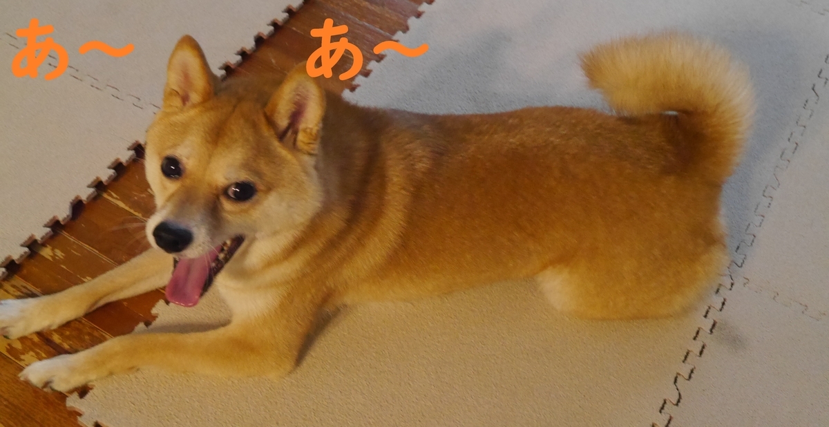 f:id:hanatara:20210710093655j:plain