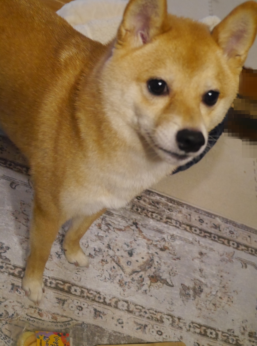 f:id:hanatara:20210711082253j:plain