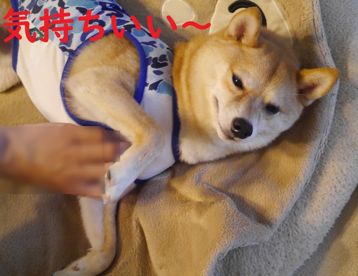 f:id:hanatara:20210711085403j:plain