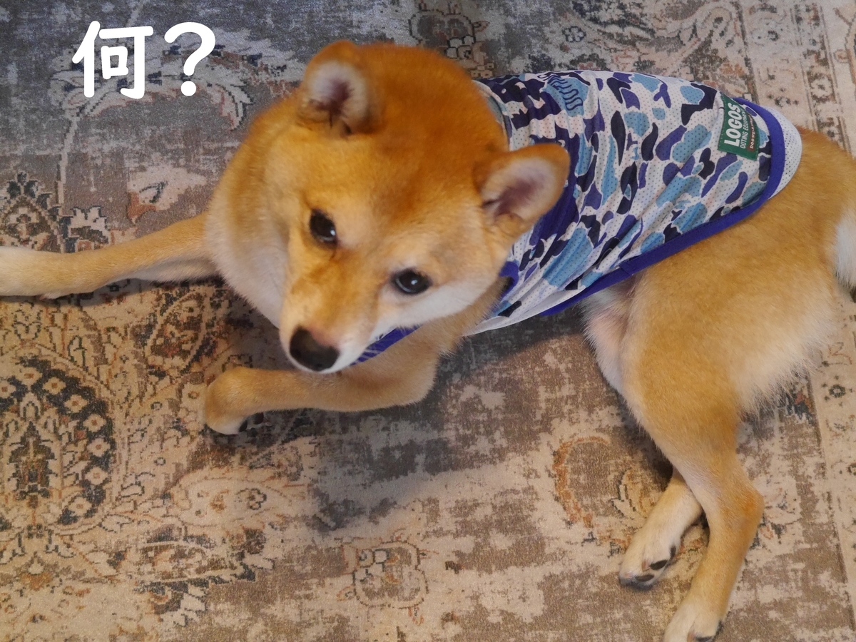 f:id:hanatara:20210711102216j:plain
