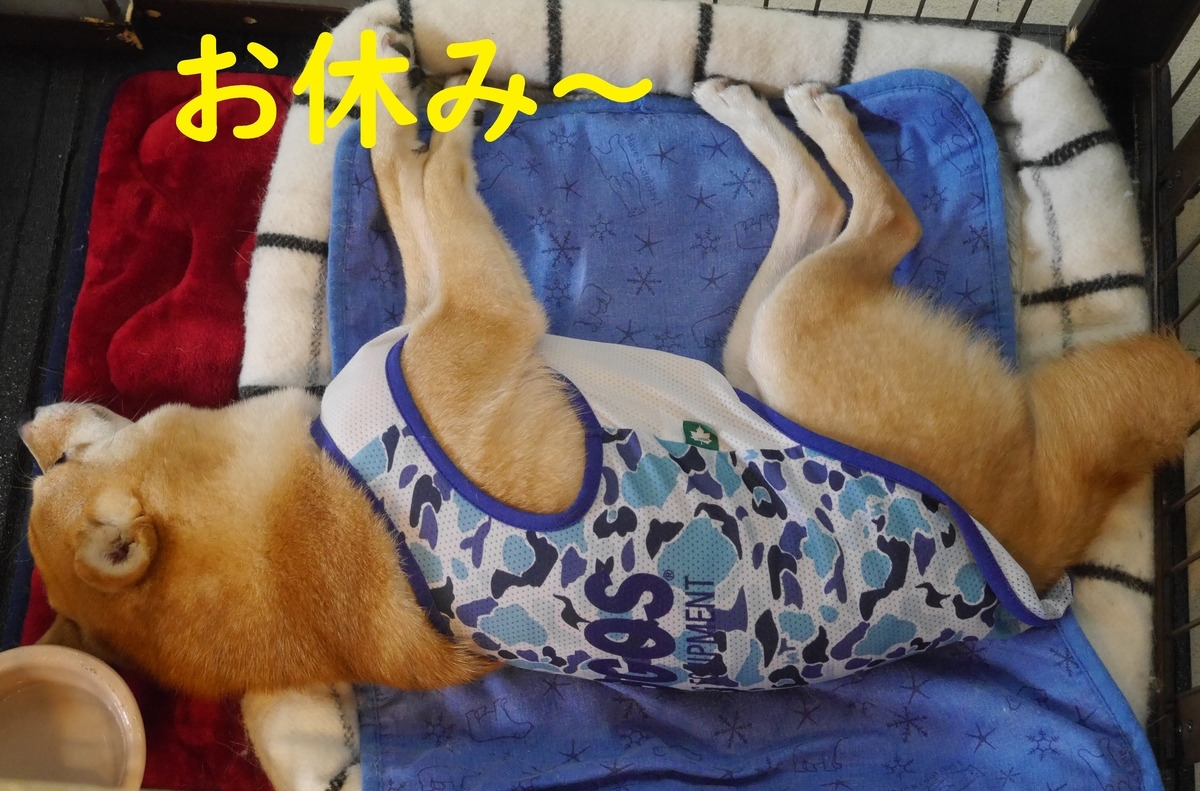 f:id:hanatara:20210711102854j:plain