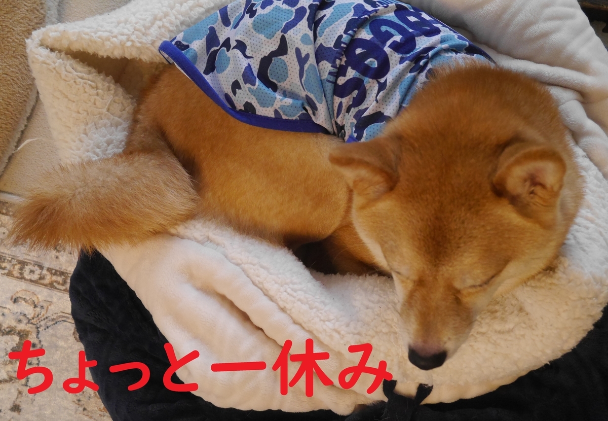 f:id:hanatara:20210713093352j:plain
