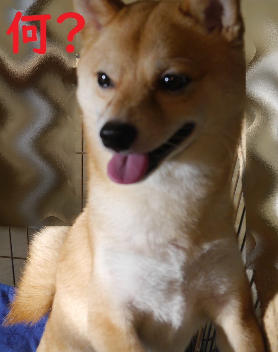 f:id:hanatara:20210713093909j:plain
