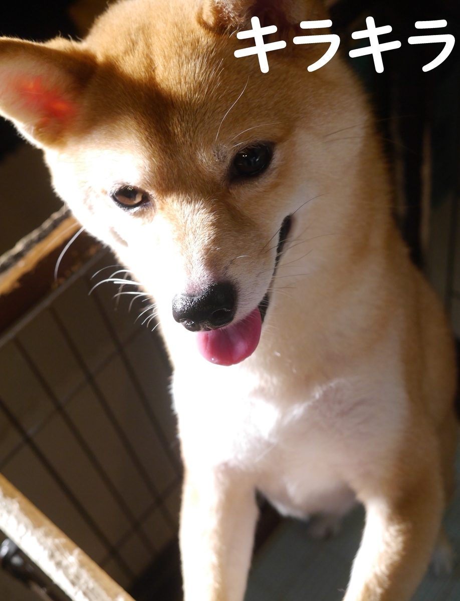 f:id:hanatara:20210713093958j:plain