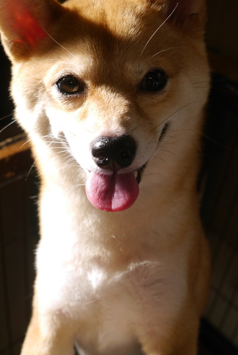 f:id:hanatara:20210713094423j:plain