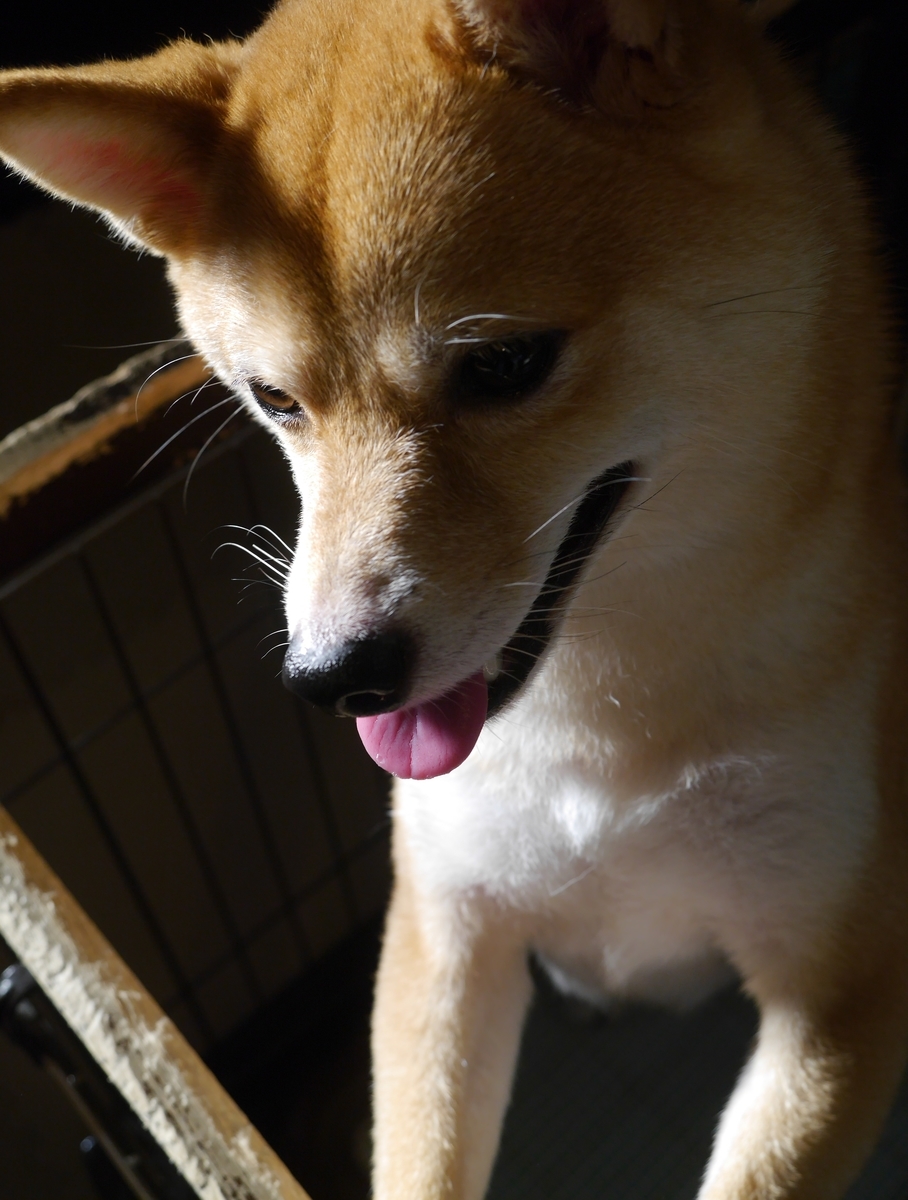 f:id:hanatara:20210713094936j:plain